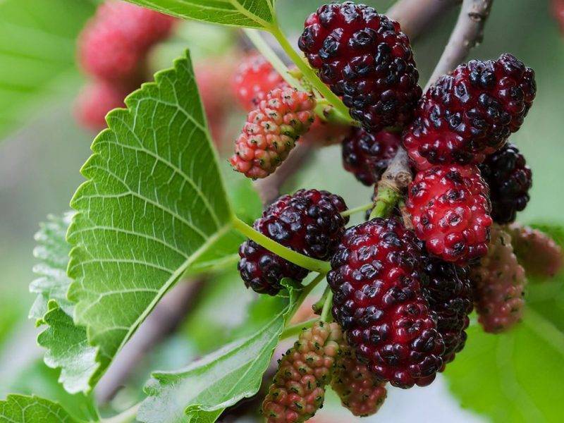 Шелковица купить саженцы из питомнике в Снежинске