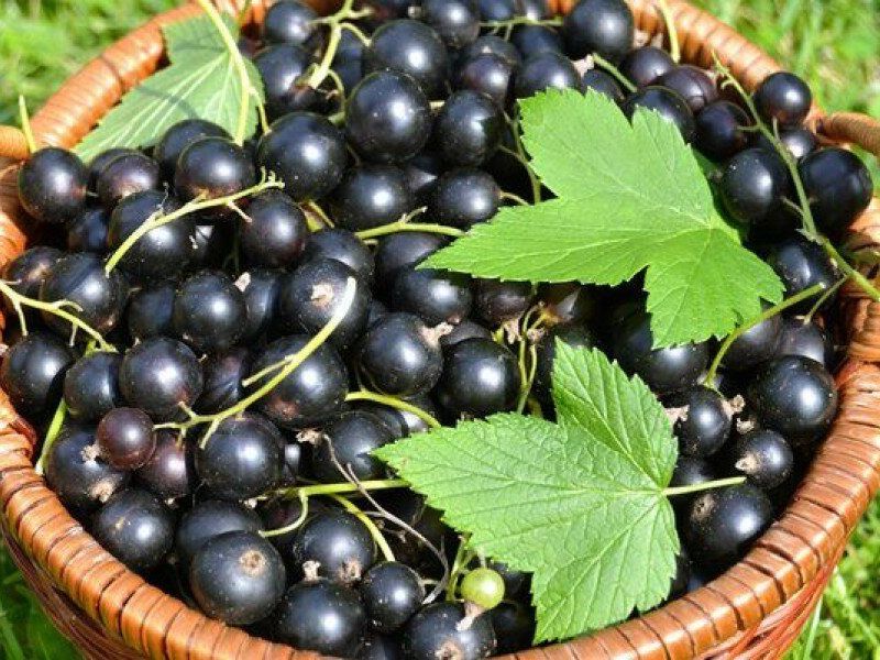 Смородина купить саженцы из питомника в Снежинске