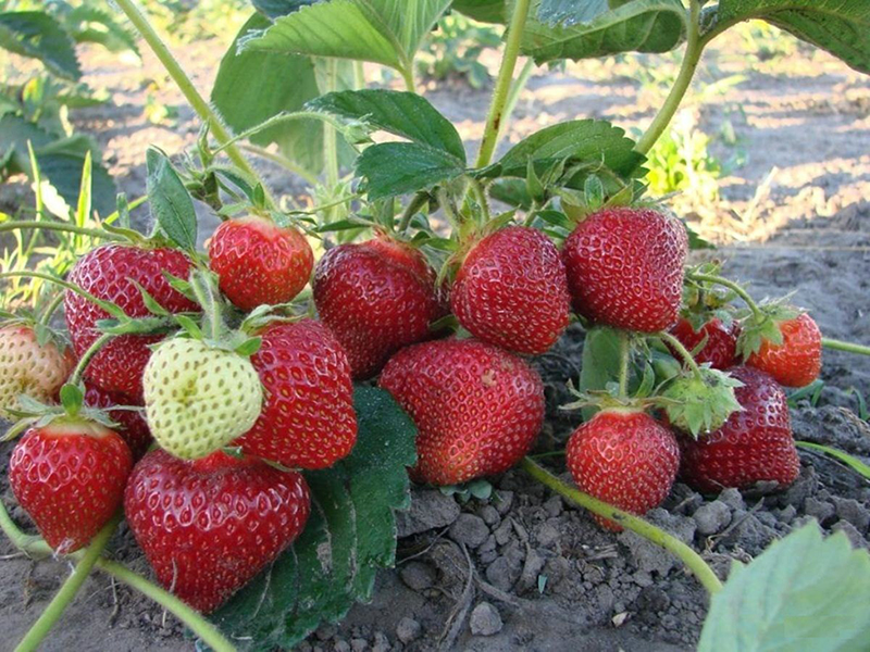 Клубника купить саженцы из питомника в Снежинске