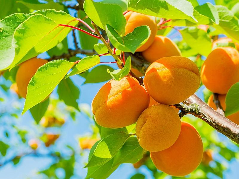 Абрикос купить саженцы из питомнике в Снежинске