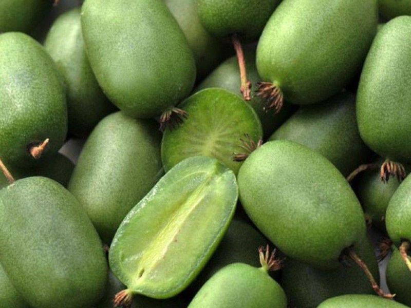 Актинидия купить саженцы из питомнике в Снежинске