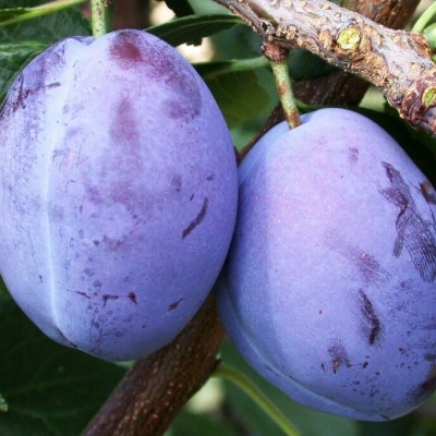 Слива "ПРЕЗИДЕНТ"