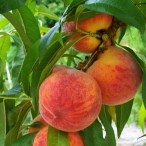 Персик "РОЯЛ ВИ" поздний  (срок созревания сентябрь-октябрь)